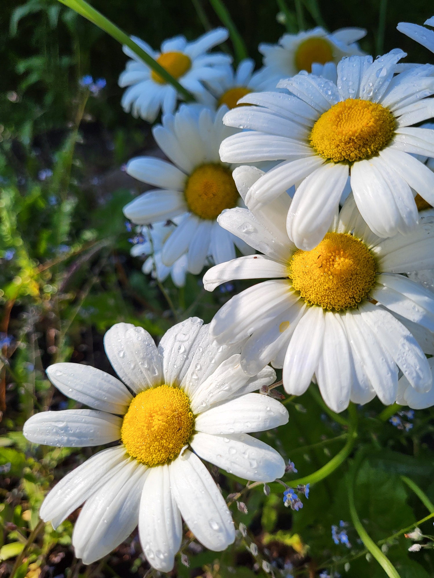 Cohana-vakkert håndarbeidsutstyr og KIT fra Japan