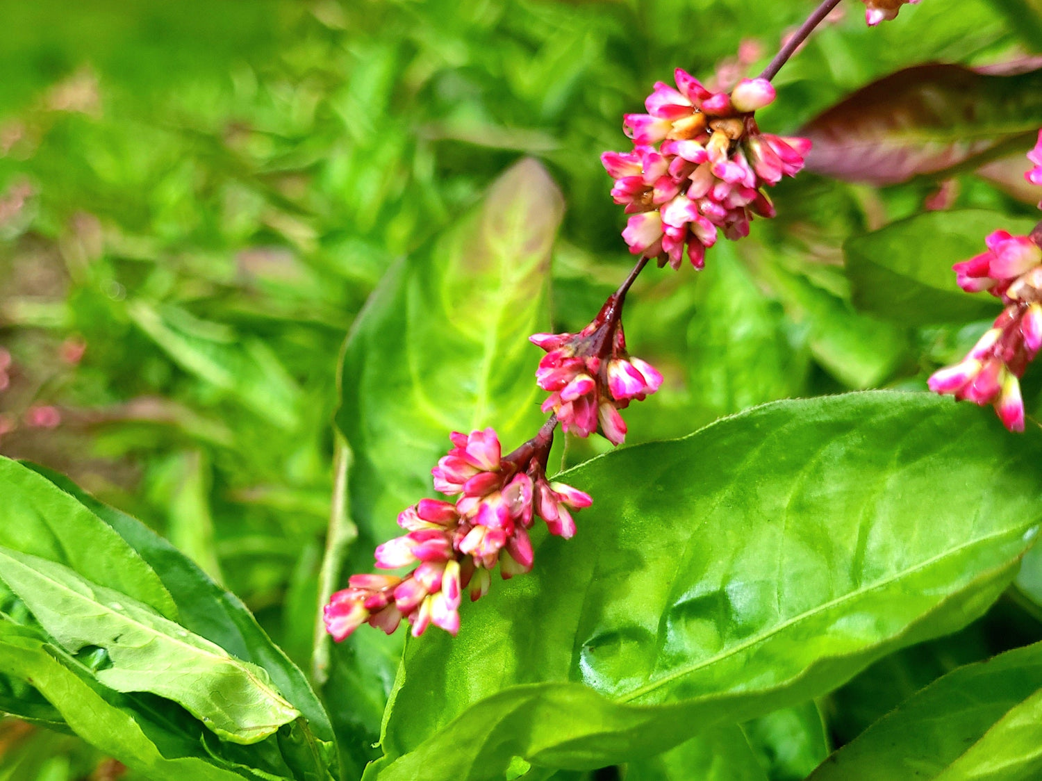 Ferdigstrikk angoraprodukter