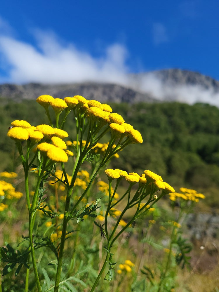 Norske tjukkvotter-strikkeoppskrifter