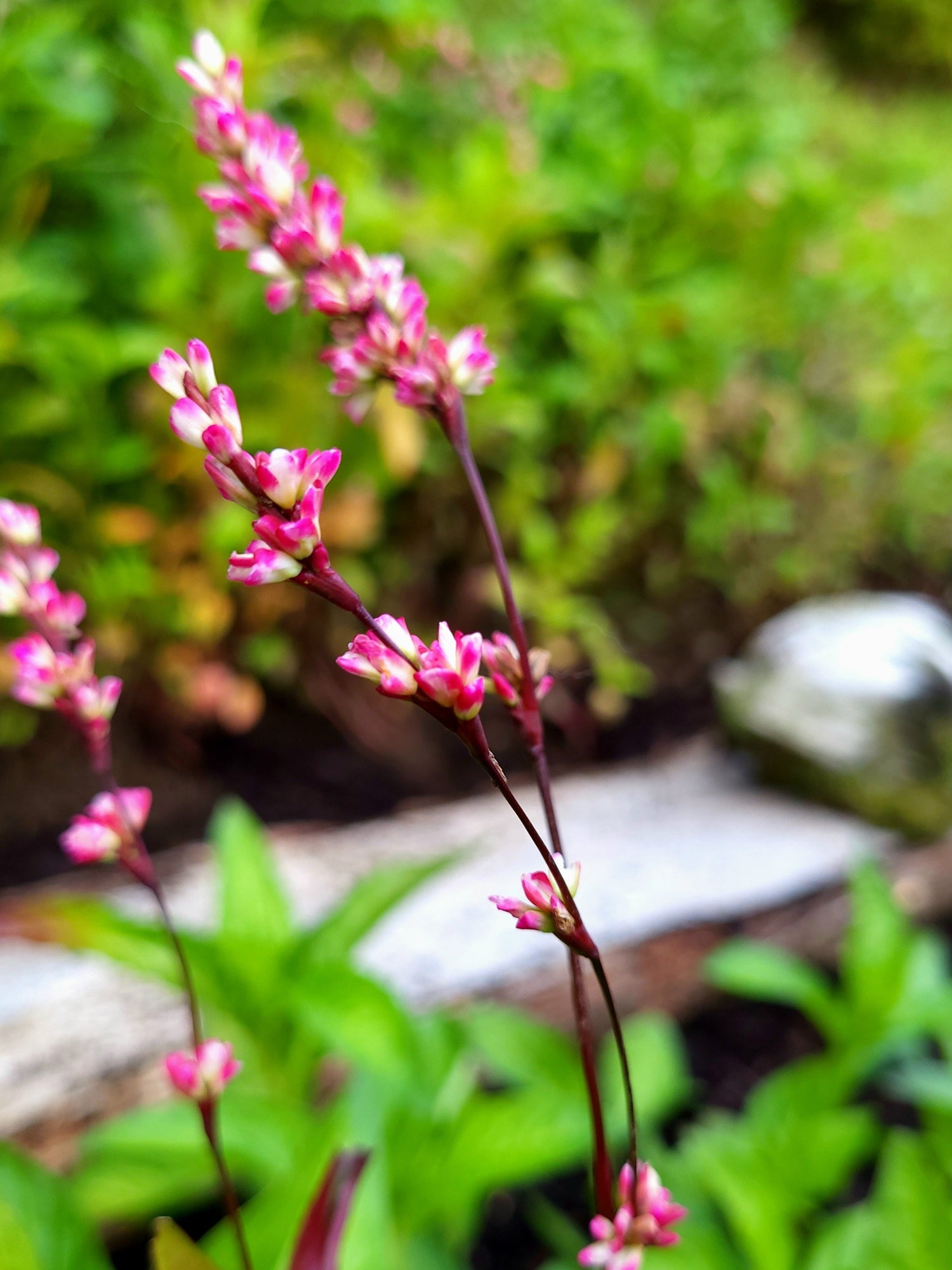 Håndvevde angoraskjerf