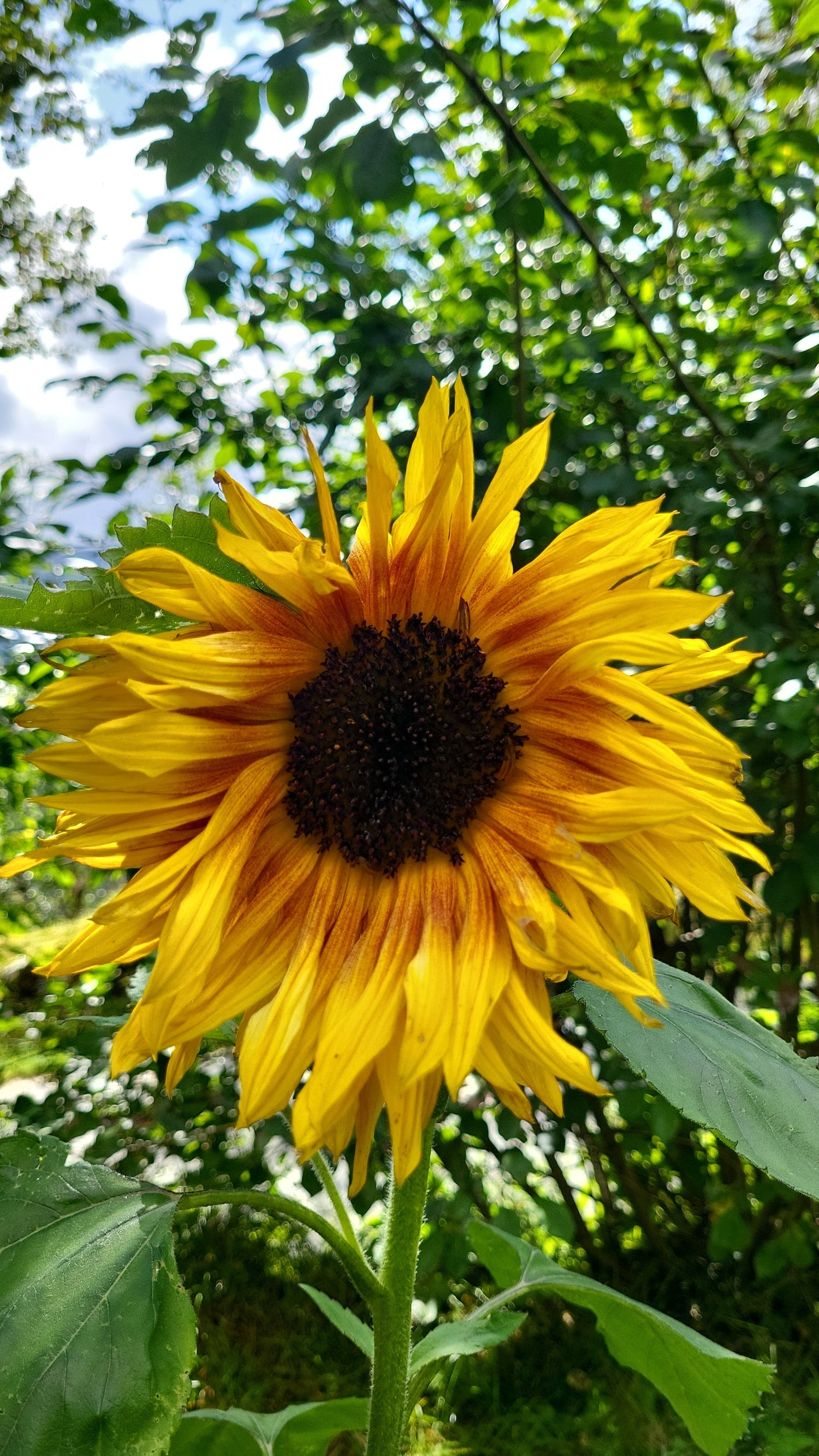 Håndspunnet angoragarn