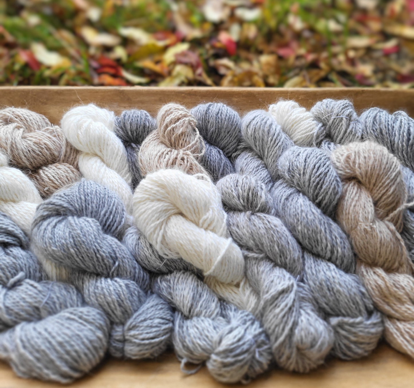 Mange hesper med håndspunnet angoragarn i et trau